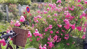 Una bicicleta con una cesta y un asiento de mimbre apoyada en una valla, rodeada de flores rosadas en flor.