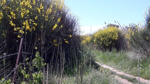 Ein Pfad, umgeben von Wildblumen und Gräsern.
