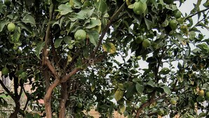 A tree with green fruit, a hammock, and a wooden fence in a garden. - Villa with 2 private pools - close to the beach (Bompas)