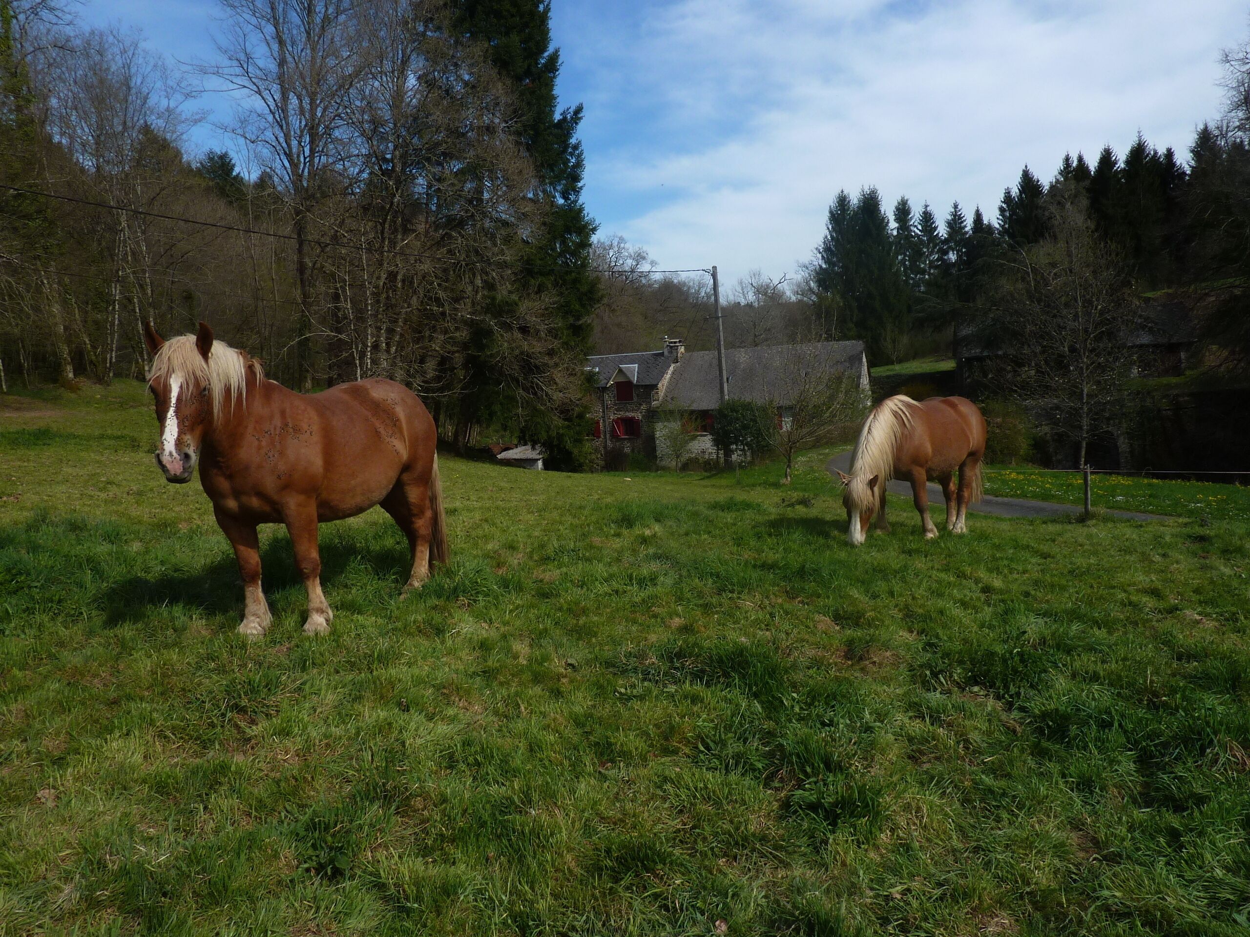 Two horses in a grassy field with trees and a building in the background.