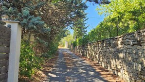 Uma estrada estreita, bordeada por árvores, com um muro de pedra e uma cerca de madeira.