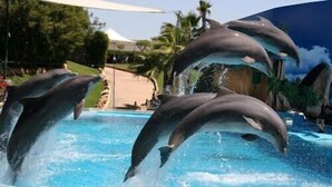 Delfine treten in einem Pool mit tropischer Kulisse auf.