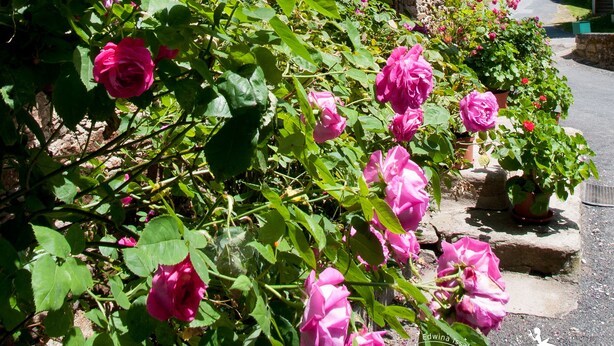 A stone building with a wooden porch and pink roses in full bloom.