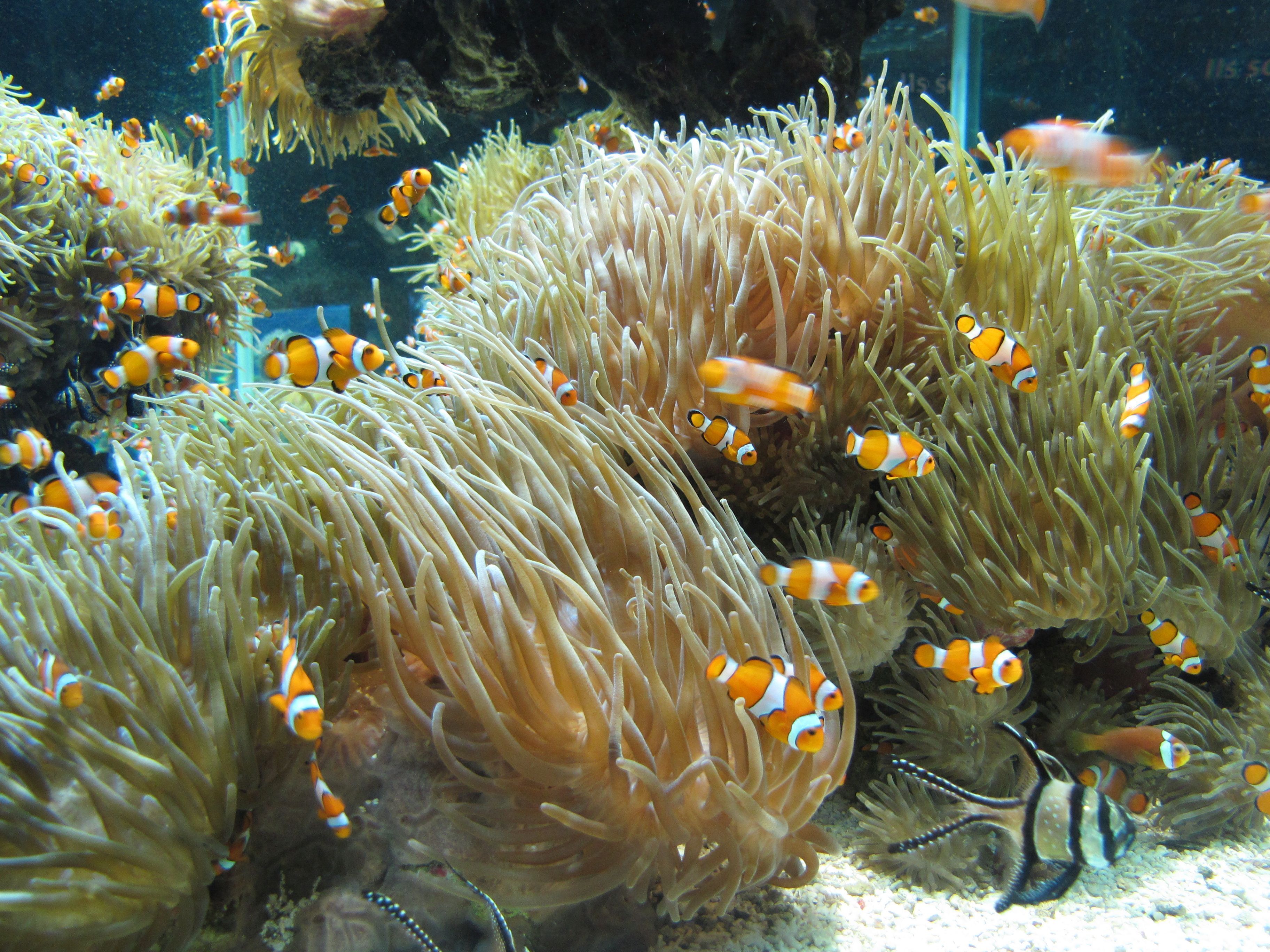Un arrecife de coral con anémonas y peces payaso.