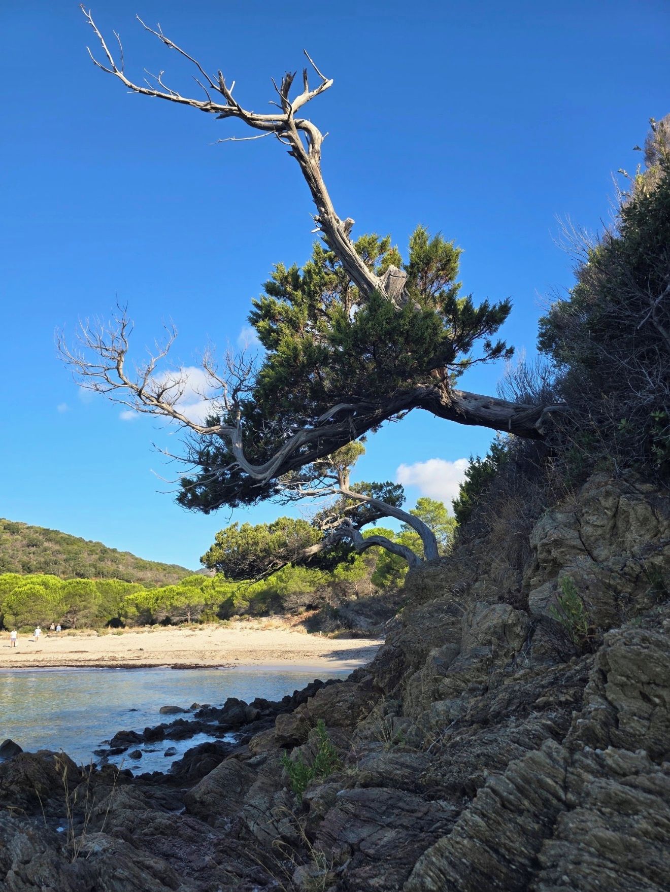 Eine Küstenlandschaft mit einem markanten Baum, der über eine felsige Klippe hinausragt, einem Sandstrand und einem strahlend blauen Himmel.