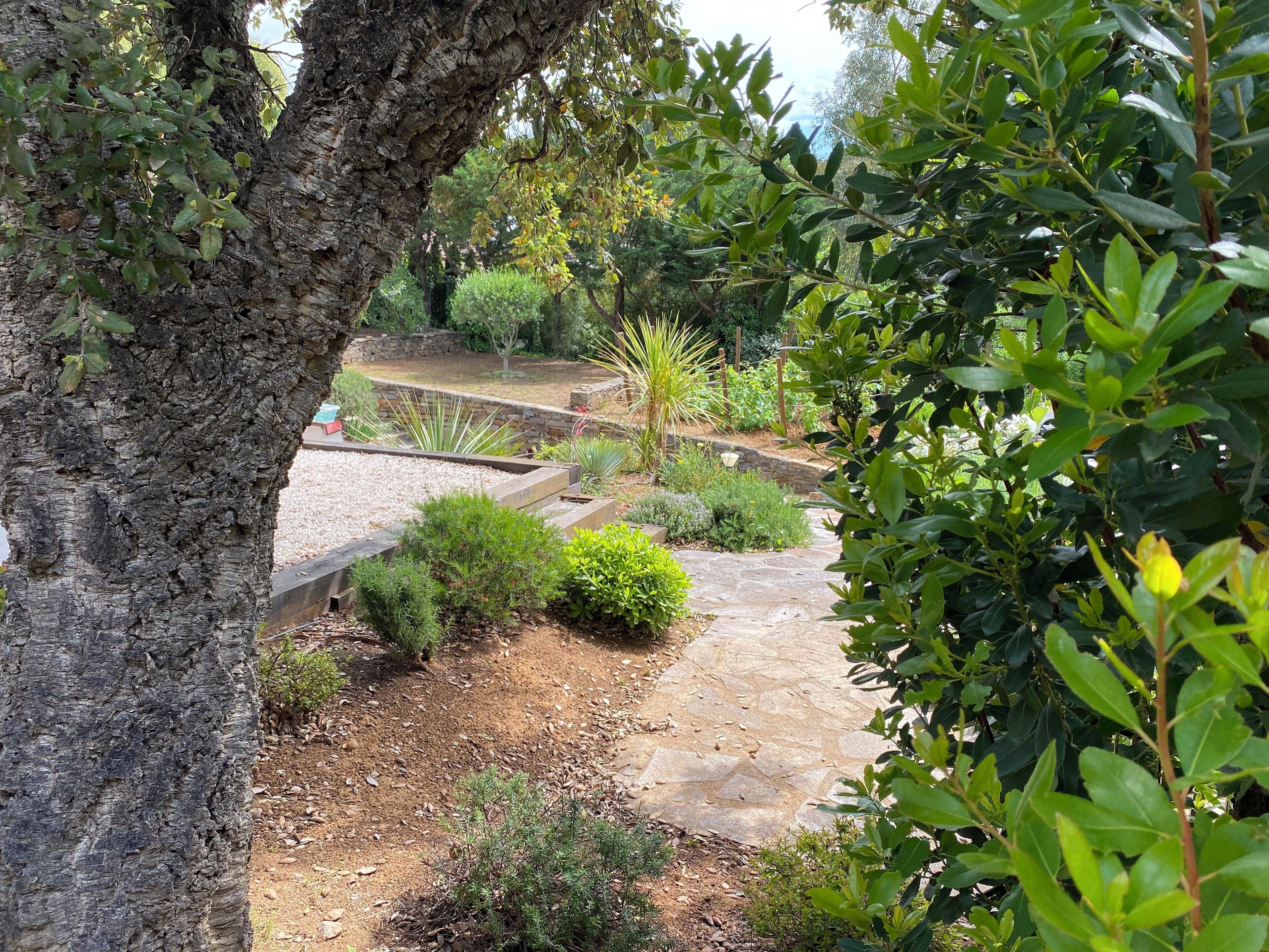 A garden with a stone pathway, various plants, and a tree.