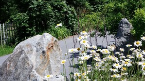 Un sendero pavimentado con rocas grandes y flores blancas, rodeado de follaje y con una montaña al fondo.
