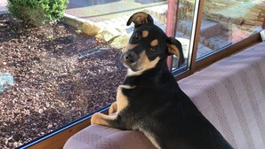 A dog sitting on a cushioned bench by a window overlooking a garden and a road.
