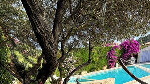 Una piscina rodeada de exuberante vegetación y plantas en flor.