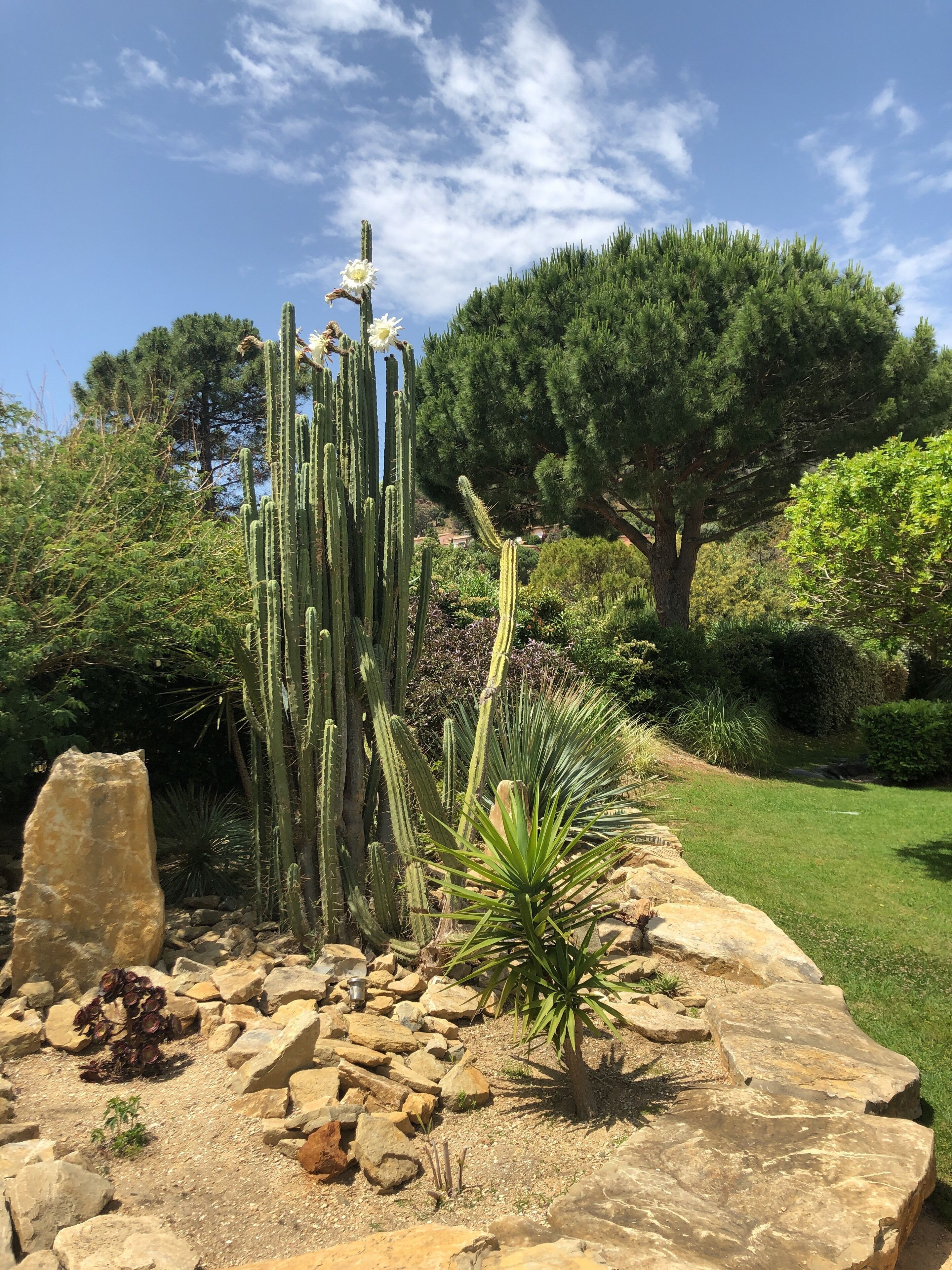 A garden with cacti, a large tree, and a rock formation.