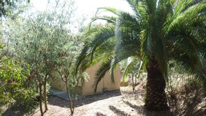 A garden with a palm tree, a small tree with red fruits, and a wall in the background. - Mini-villa 300m beach. (Calcatoggio)