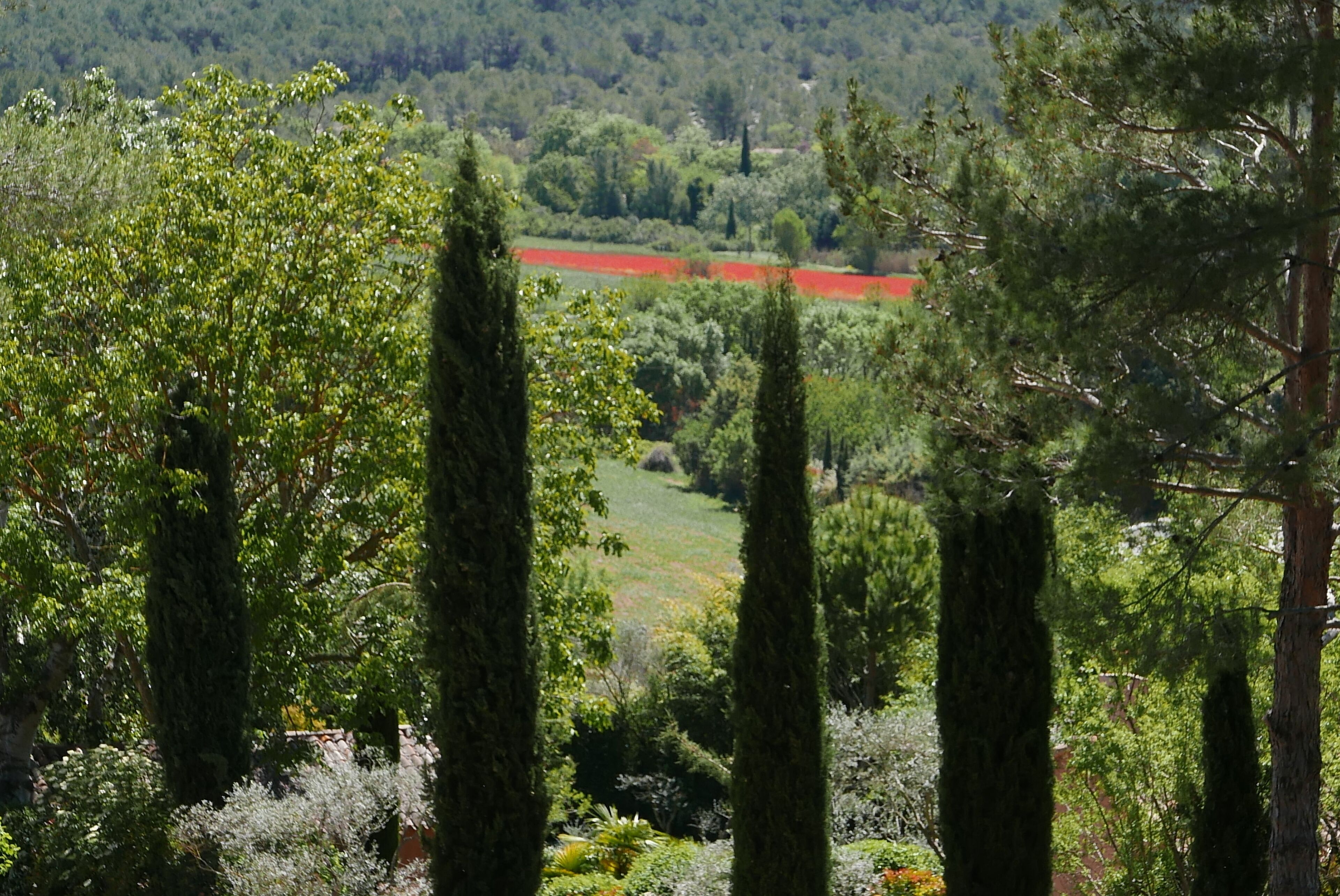Paisagem com árvores altas e um campo vermelho ao longe.