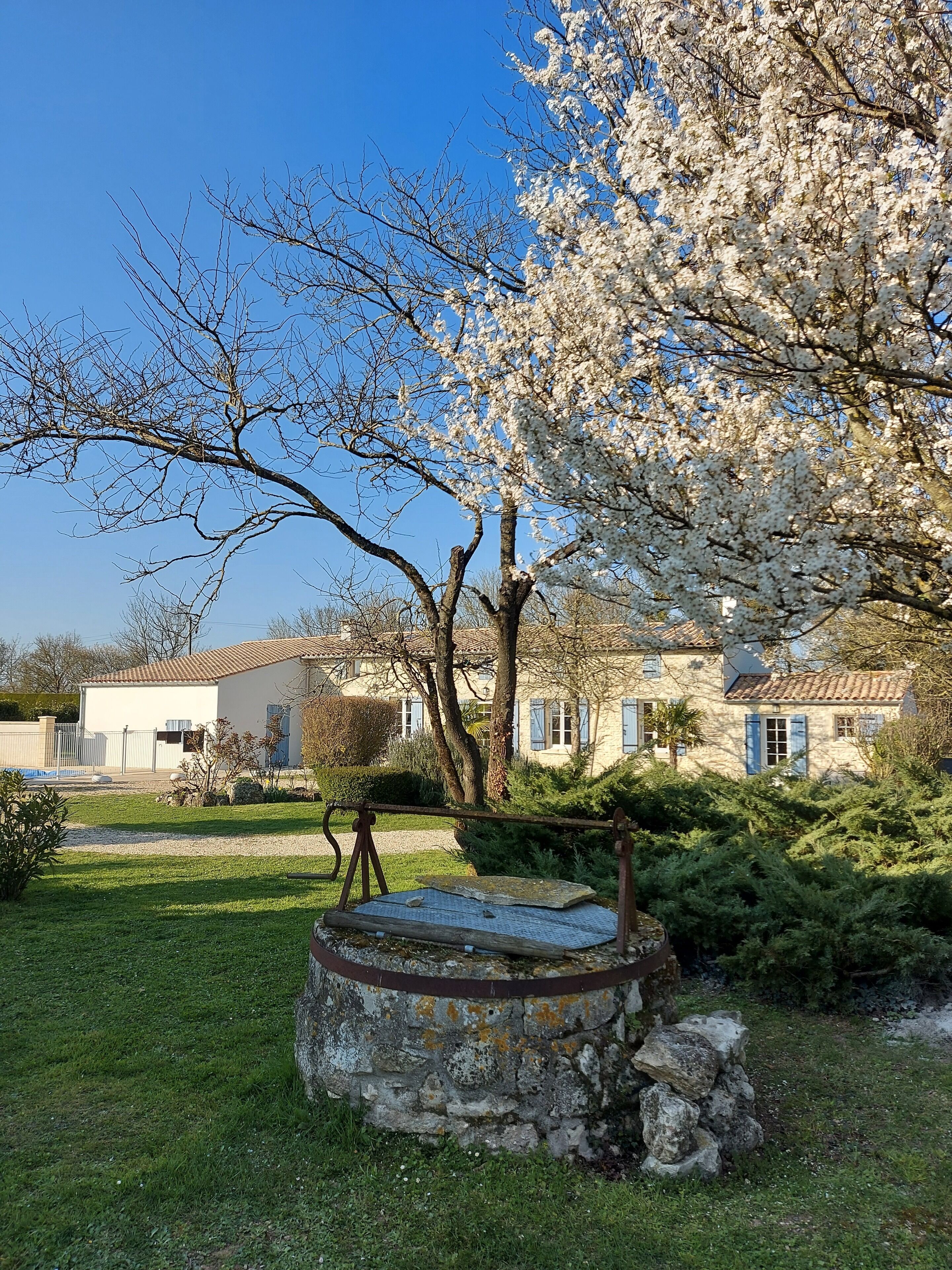 A stone fountain in a garden with a blooming tree and a building in the background.