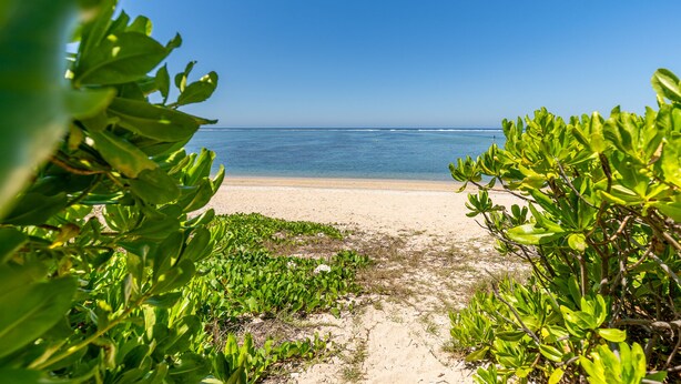 A beach path leading to the ocean, surrounded by green foliage.