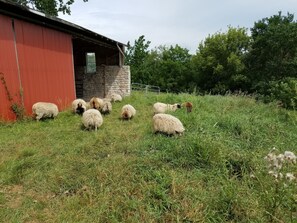 Property grounds - *CLOSED FOR 2026 SEASON* Schmidt Farm: an interactive farm experience (Preston)