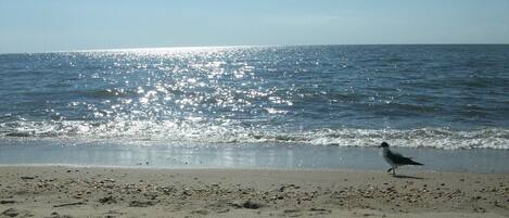 Plage, chaises longues, parasols