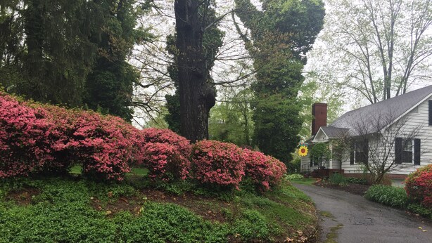 A stone wall-lined pathway leading to a white house with a chimney, surrounded by lush greenery and trees. - Yadkin Valley has the same viticulture stamp as NAPA.  Canoes and Kayaks!! (Elkin)