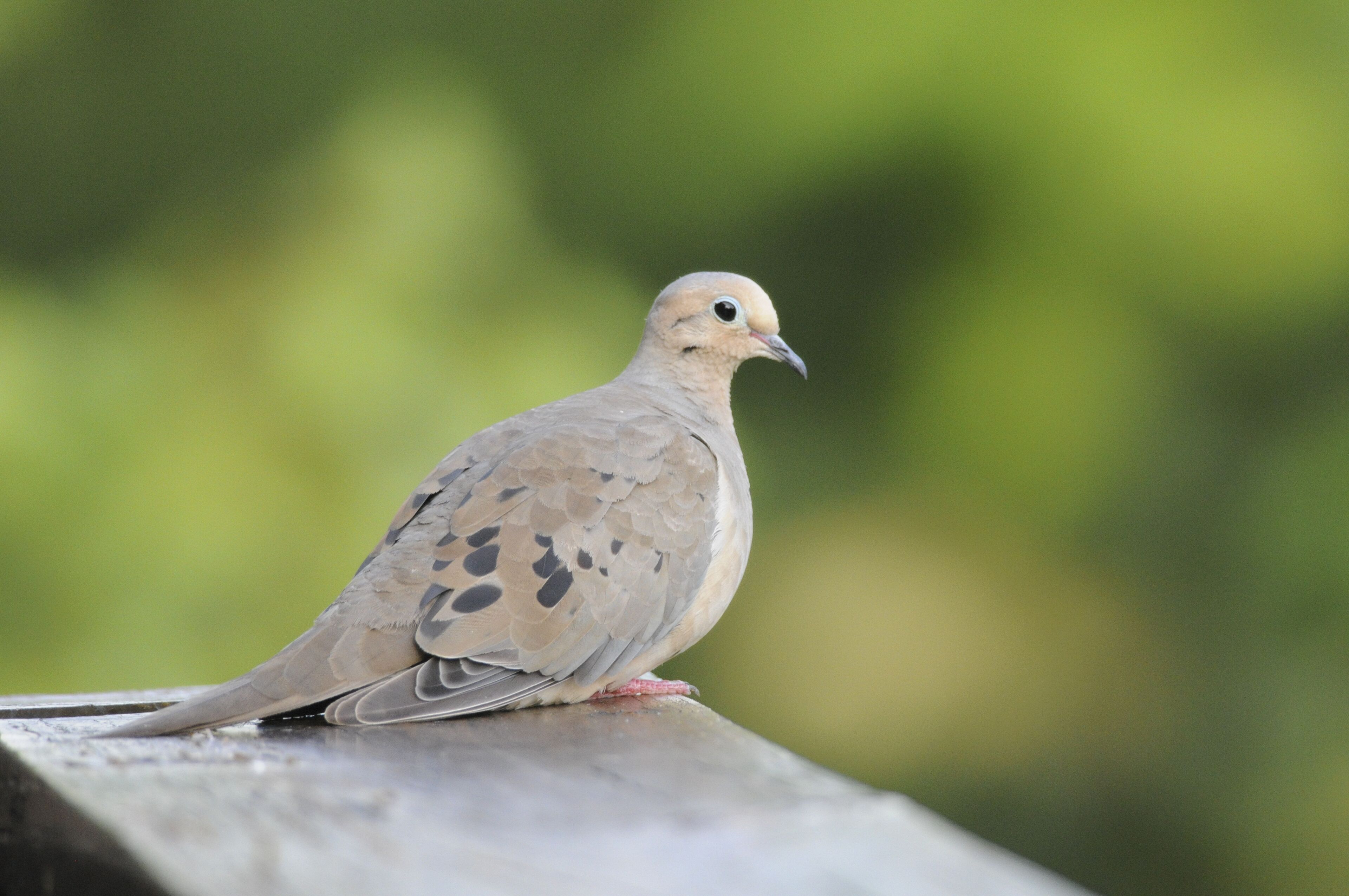 A bird perched on a ledge.