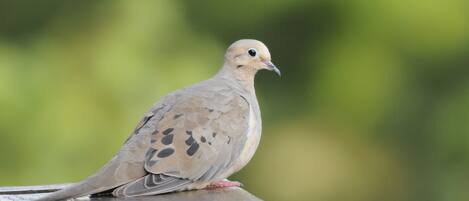 A bird perched on a ledge.