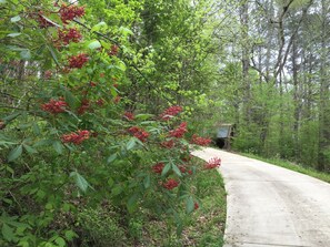 Property grounds - A remote country cabin surrounded by Forests, Creeks, and near Cheaha & Pinhoti! (Talladega)