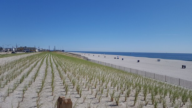 Una playa con hileras de plantas de hierba joven, una valla de madera y un cielo azul despejado.