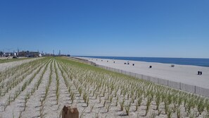 Une plage bordée de rangées de jeunes plants d’herbe, une clôture en bois et un ciel bleu dégagé.