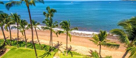 A beach with palm trees and a clear view of the ocean.