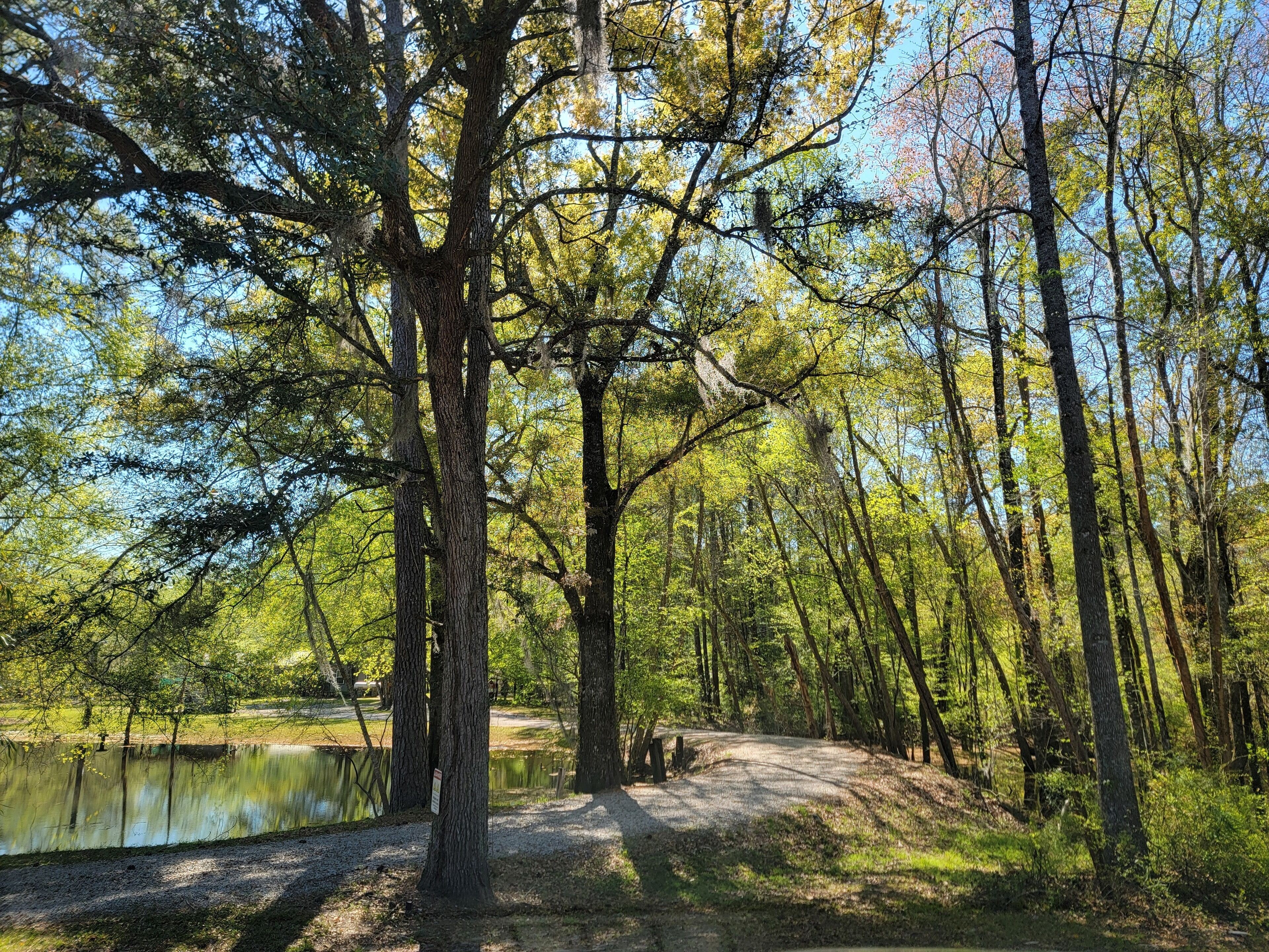 A forested area with a dirt path leading to a body of water.