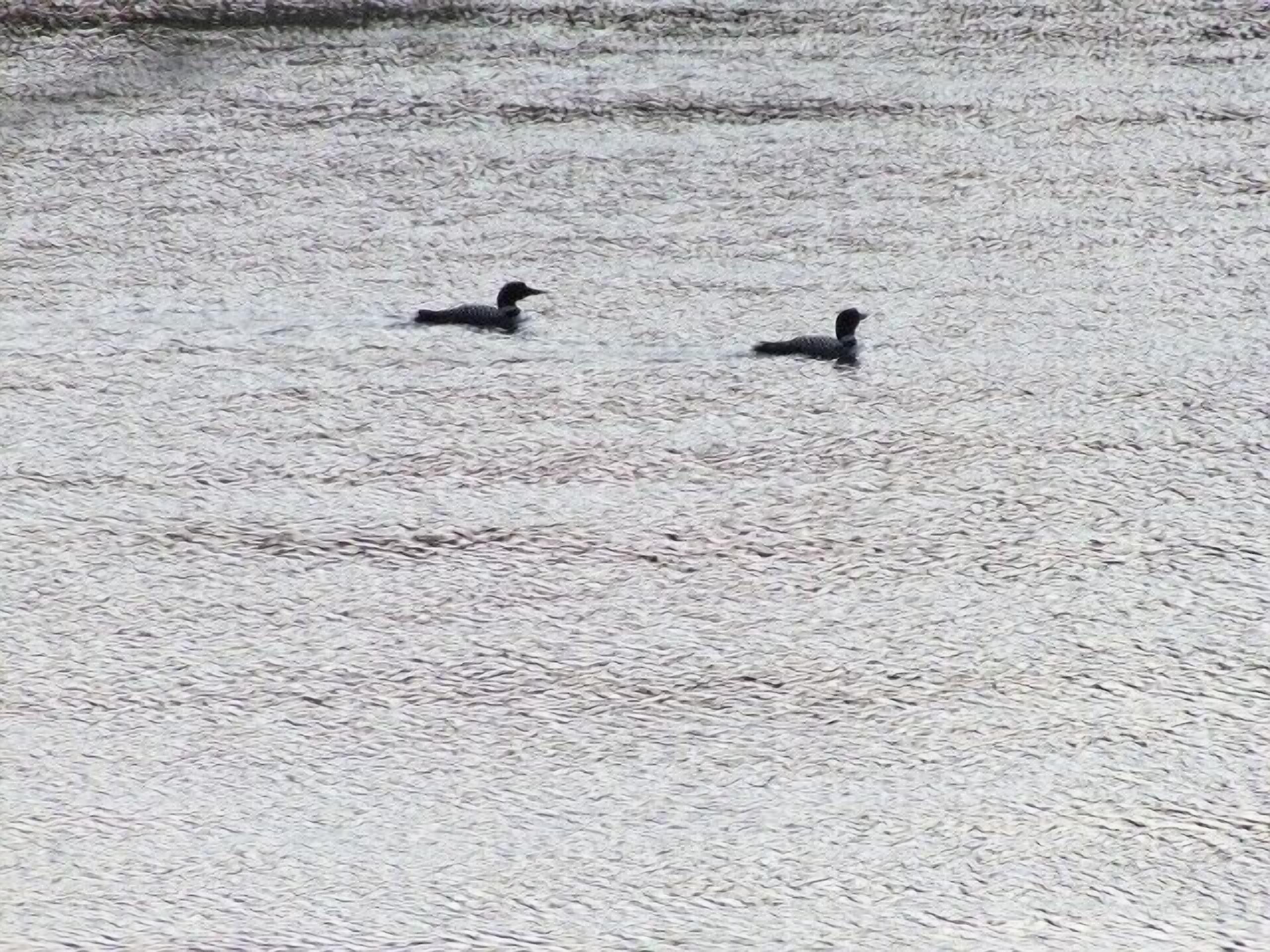 Two ducks swimming in a body of water.