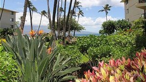 A hotel courtyard with palm trees, a view of the ocean, and a building with balconies.