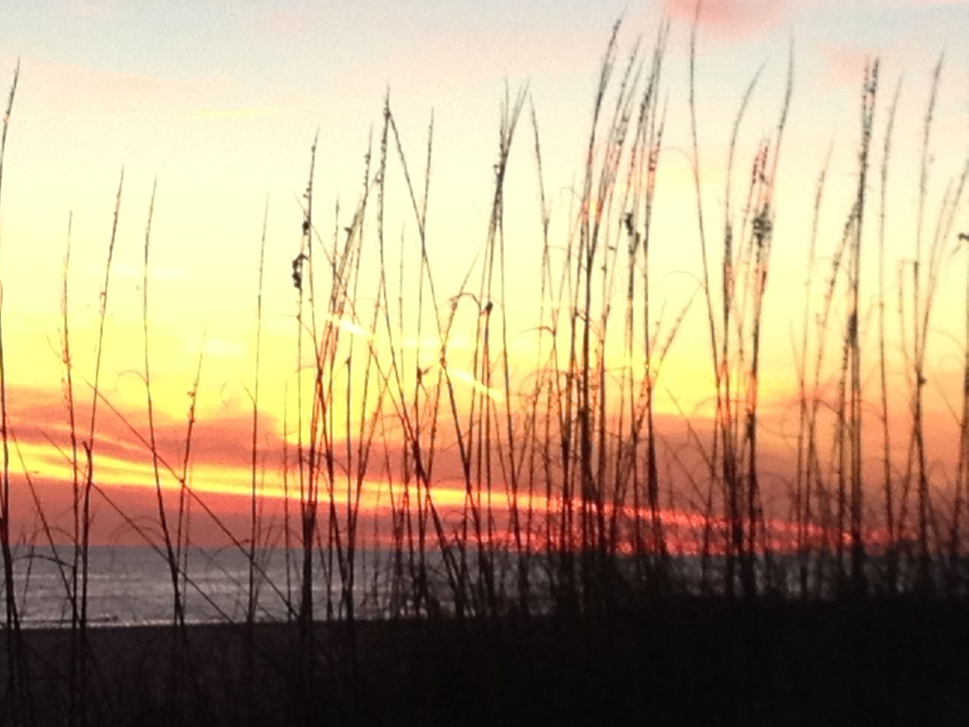 Um pôr do sol sobre uma praia com gramíneas altas em primeiro plano.