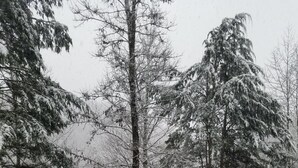 Una escalera de madera que sube a una terraza con barandas cubiertas de nieve, rodeada de árboles cargados de nieve.