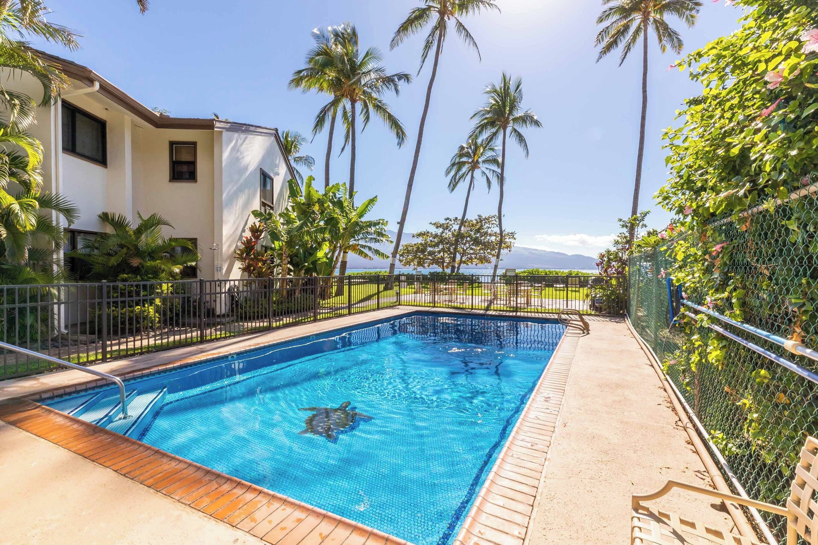 A swimming pool with a turtle, surrounded by palm trees and a fence.