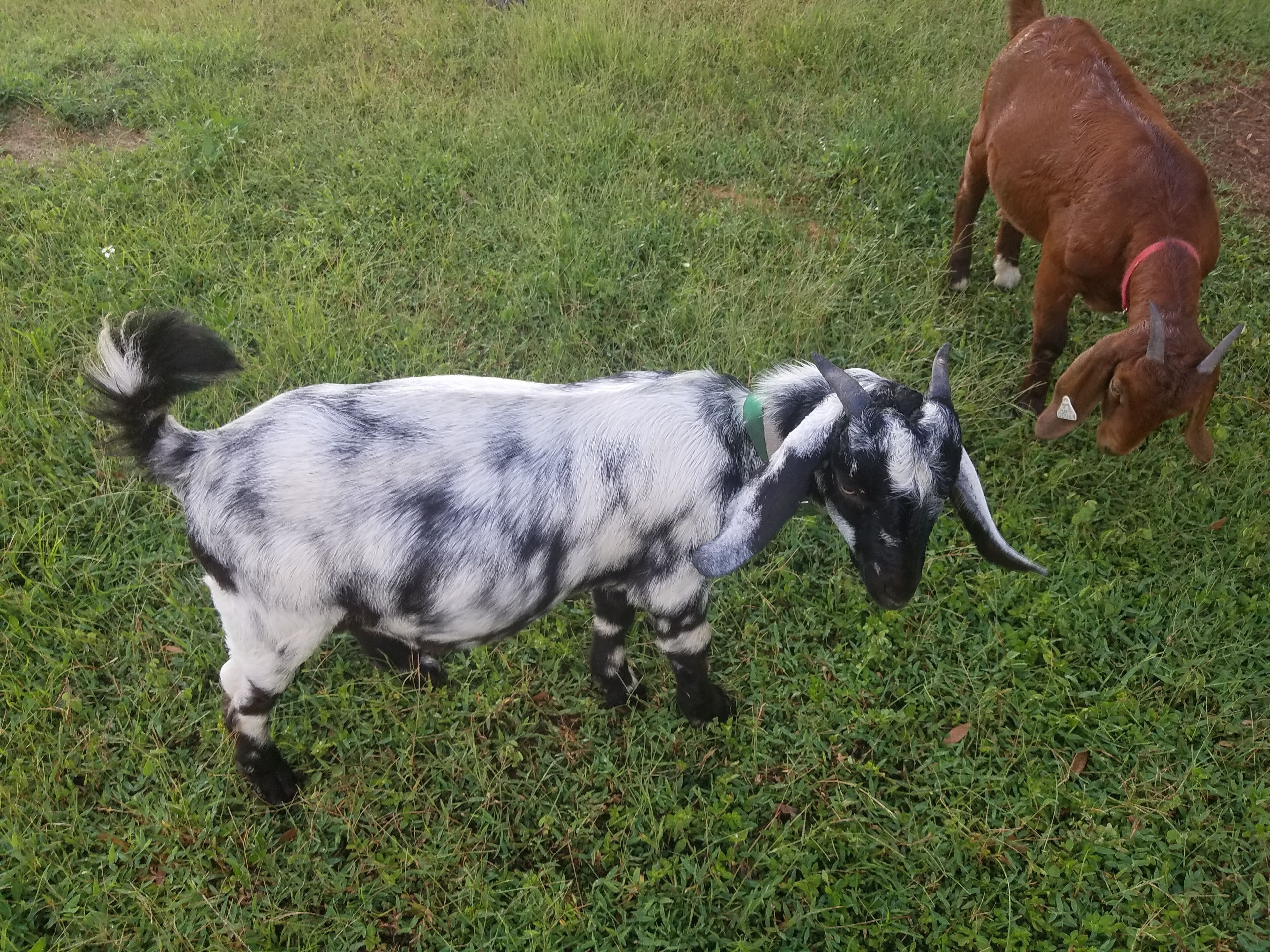 Two goats in a grassy field.