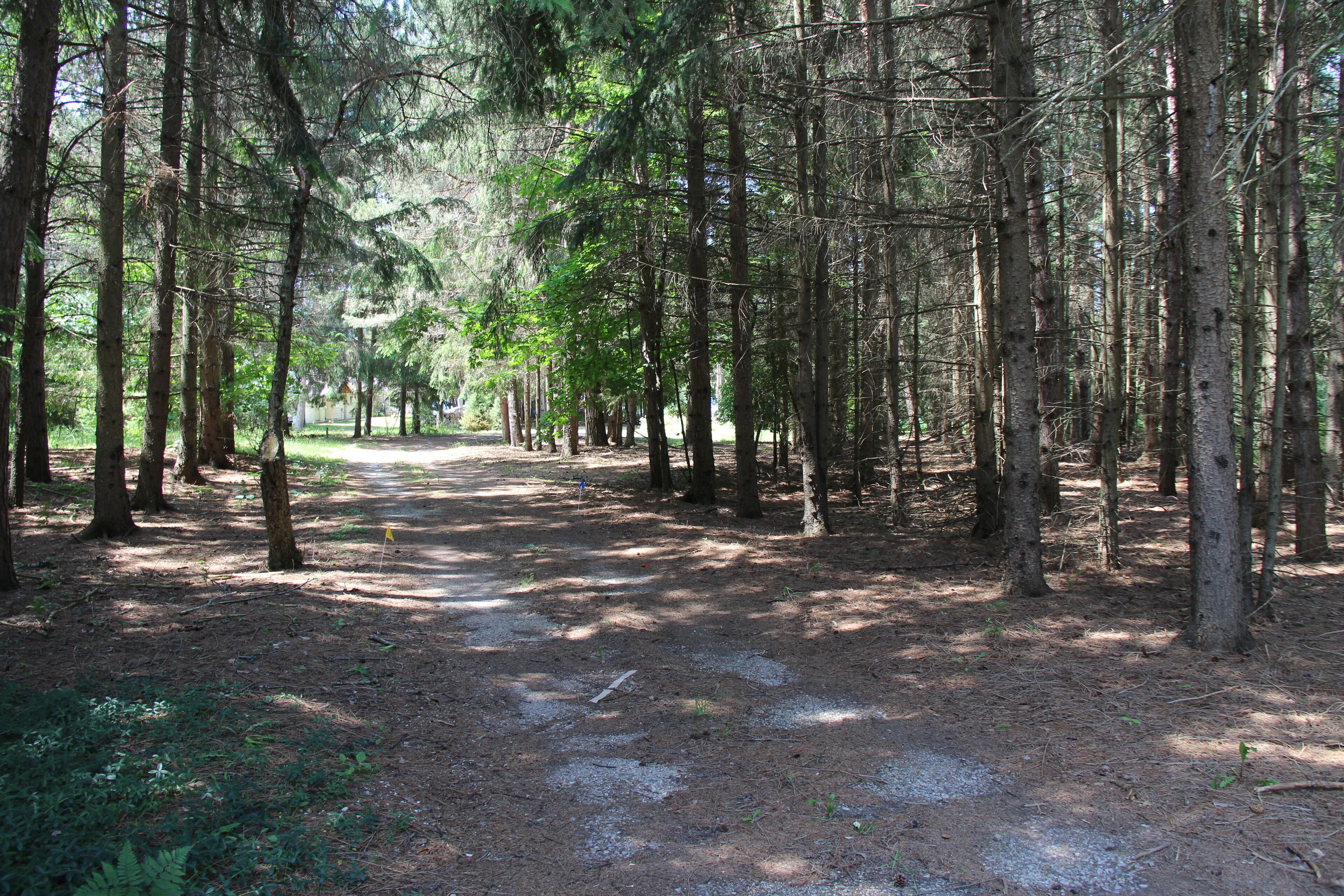 Quintessential up north tree-lined driveway