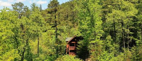 A cabin surrounded by dense forest.