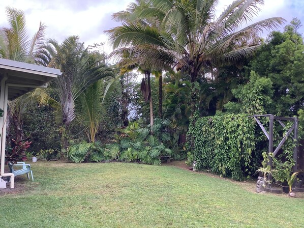 A lush garden with palm trees, a grassy lawn, and a wooden structure. - your own cottage, hear the ocean! (Keaau)