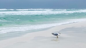 Une plage avec des vagues et un goéland sur le sable.