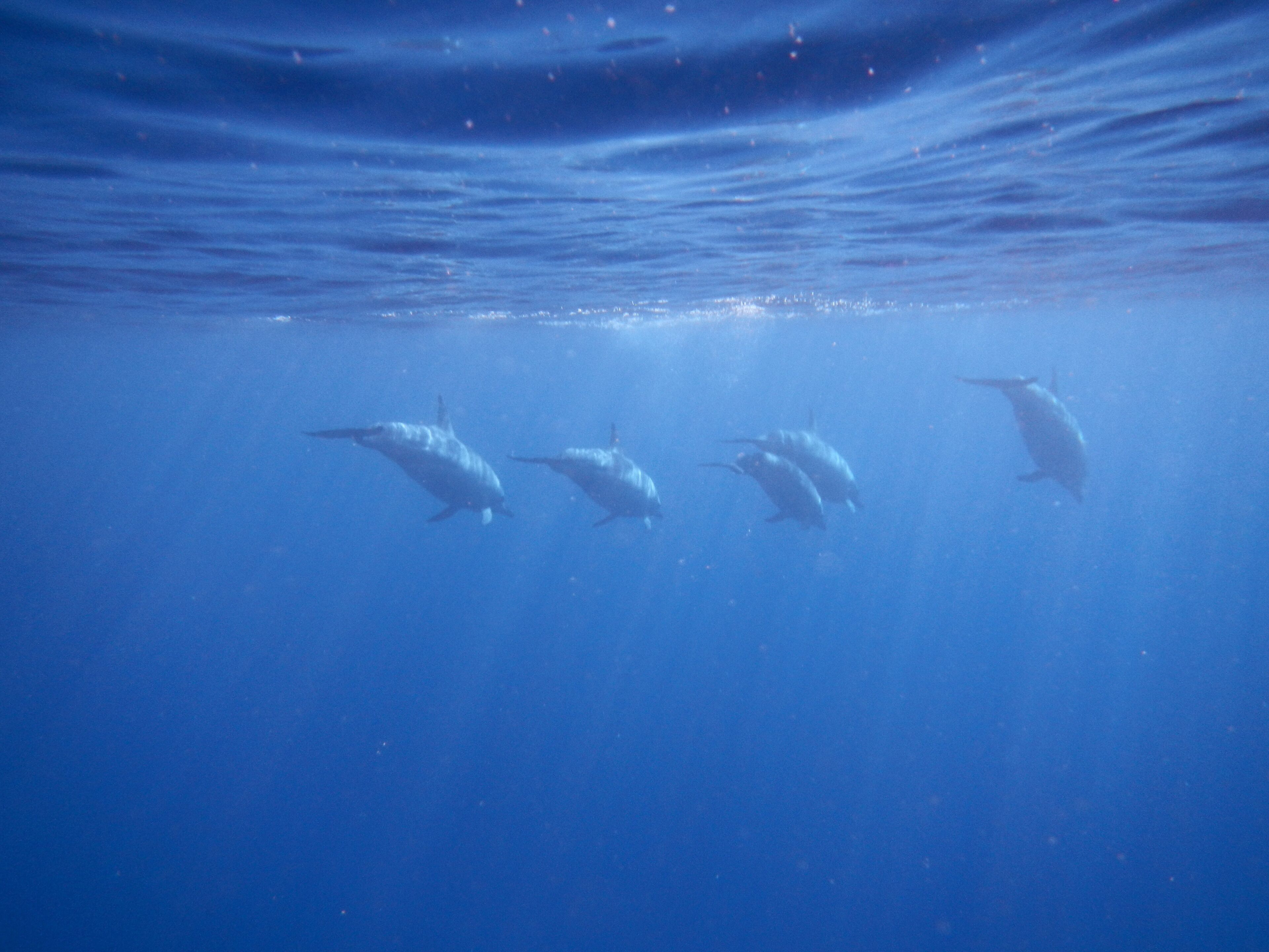 Four dolphins swimming in clear blue water.