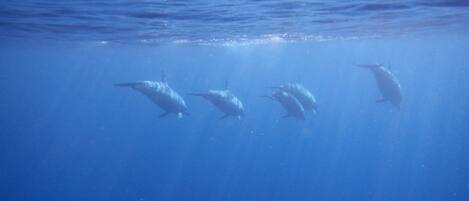 Four dolphins swimming in clear blue water.