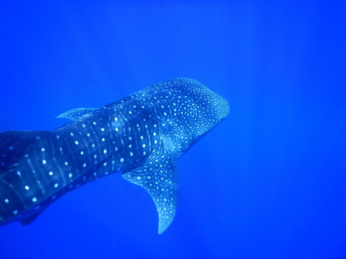 A large whale shark swimming in clear blue water.