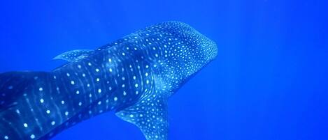 A large whale shark swimming in clear blue water.