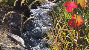 En vacker och naturlig utomhusmiljö med ett litet vattenfall, stenar och olika typer av växter.