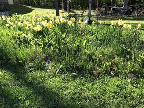 Stroll through a serene garden featuring a variety of flowering plants and lush greenery.