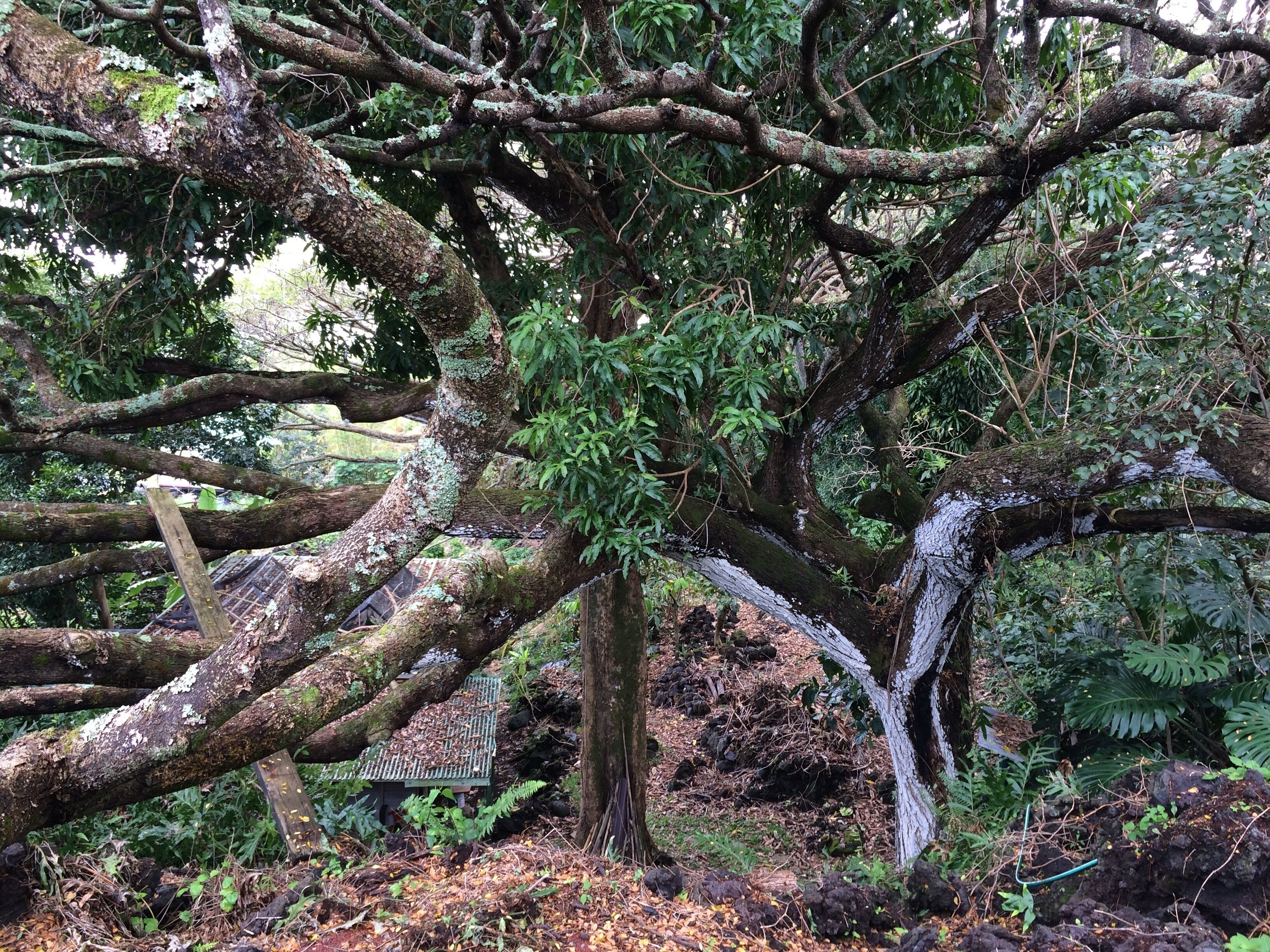 A dense forest with a large tree with moss-covered branches and a fallen tree nearby.