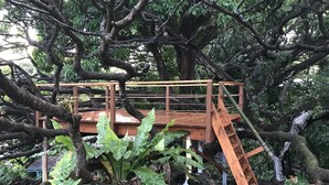 Una estructura de madera tipo terraza integrada en un árbol, rodeada de abundante vegetación.