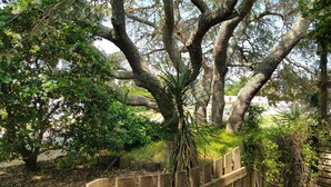A large tree with a thick trunk and extensive branches, surrounded by a wooden fence.