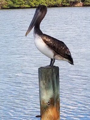 Exterior - Very Nice, Clean Condo on Manasota Key! Close to Everything! (Englewood)