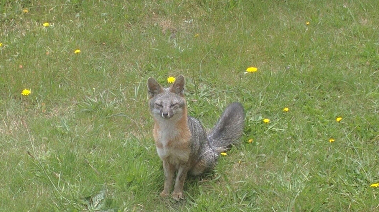 Un animal sauvage dans un champ herbeux parsemé de fleurs jaunes.