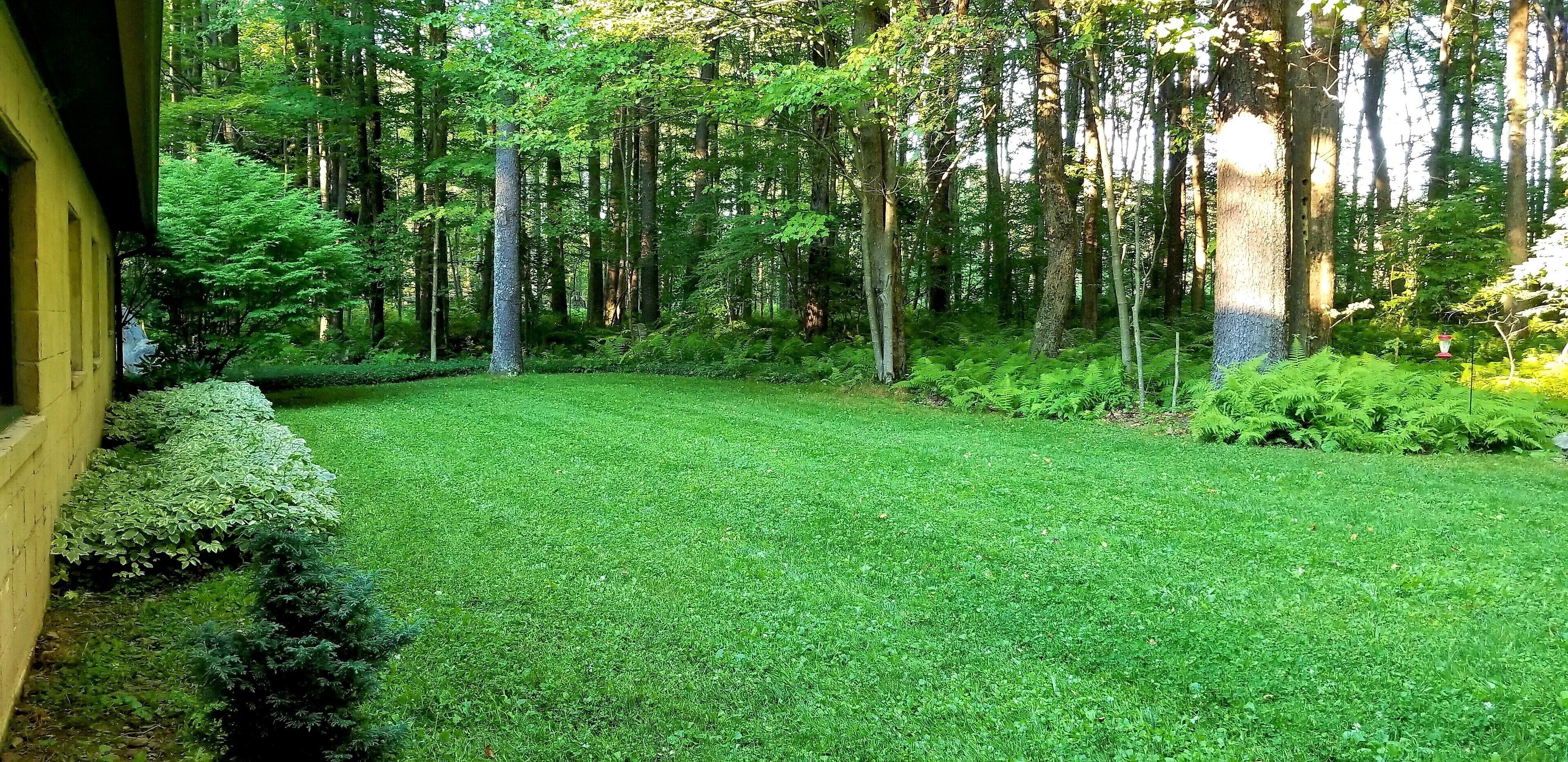 Une pelouse verdoyante et luxuriante, avec de grands arbres et un feuillage dense en arrière-plan.